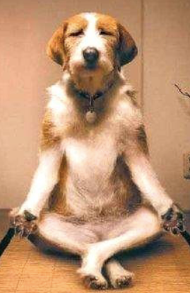 Zen Pet Raw Paste